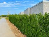 Ligustrum vulgare &amp;amp;amp;amp;a - nuotraukos Nr. 9