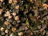 Pūslenis putinalapis (Physocarpus opuli - nuotraukos Nr. 10