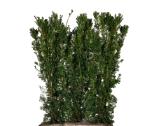 EUROPINIS KUKMEDIS (TAXUS BACCATA - nuotraukos Nr. 13