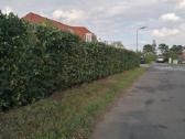 Fagus Sylvatica -Paprastasis bukas po - nuotraukos Nr. 15