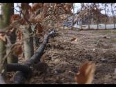 Gyvos jau užaugintos gyvatvosrės - nuotraukos Nr. 34