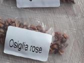 Osiglia rožių sėklos - nuotraukos Nr. 2