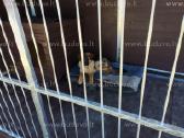 Nauji voljerai Akcija 2x3 m. 1630€ - nuotraukos Nr. 18