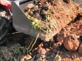 Kaušas japoniškiems traktoriukams Kubota Yanmar - nuotraukos Nr. 3