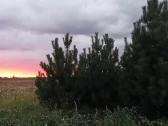 Didelės kalninės pušeles,papr.pušys, eglės,pocūgės - nuotraukos Nr. 8
