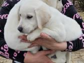 Kilmingi labradoro Retriveriai Angelų Rojus