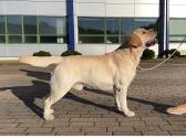 Labradoro retriveris reproduktorius - nuotraukos Nr. 13