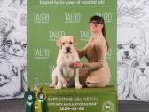 Labradoro retriveris reproduktorius - nuotraukos Nr. 14