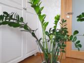 Pinigų medis, Zamiokulkas (3vnt.) - nuotraukos Nr. 2