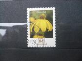 2006 m. galutinis klausimas – Brilliant Coneflower