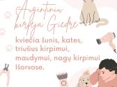 Šunų ir kačių kirpimas trimingav Kaune ir Išoruose