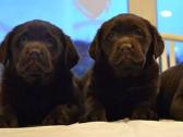 Kilmingi labradoro retriveriai - nuotraukos Nr. 3