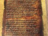 Džiaugsmo edelveisas - nuotraukos Nr. 5