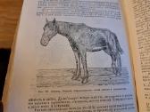 Mikrobiologijos, veterinarijos ir gyvūnų higienos - nuotraukos Nr. 9