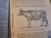 Mikrobiologijos, veterinarijos ir gyvūnų higienos - nuotraukos Nr. 15