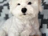Kilmingi garbanotieji bišonai/ bichon frise - nuotraukos Nr. 16