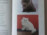 Žinynas apie katės / The Guide to cats - nuotraukos Nr. 4