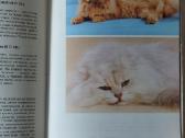Žinynas apie katės / The Guide to cats - nuotraukos Nr. 6