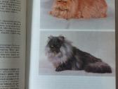 Žinynas apie katės / The Guide to cats - nuotraukos Nr. 7