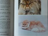 Žinynas apie katės / The Guide to cats - nuotraukos Nr. 8