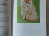 Žinynas apie katės / The Guide to cats - nuotraukos Nr. 10