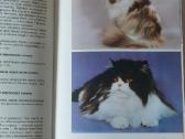 Žinynas apie katės / The Guide to cats - nuotraukos Nr. 11