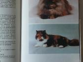 Žinynas apie katės / The Guide to cats - nuotraukos Nr. 12
