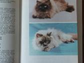 Žinynas apie katės / The Guide to cats - nuotraukos Nr. 15
