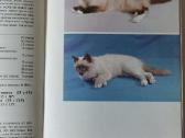 Žinynas apie katės / The Guide to cats - nuotraukos Nr. 17
