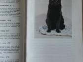 Žinynas apie katės / The Guide to cats - nuotraukos Nr. 18