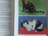 Žinynas apie katės / The Guide to cats - nuotraukos Nr. 19