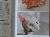 Žinynas apie katės / The Guide to cats - nuotraukos Nr. 20