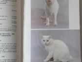 Žinynas apie katės / The Guide to cats - nuotraukos Nr. 21