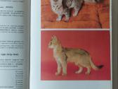 Žinynas apie katės / The Guide to cats - nuotraukos Nr. 22