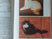 Žinynas apie katės / The Guide to cats - nuotraukos Nr. 23