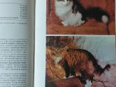 Žinynas apie katės / The Guide to cats - nuotraukos Nr. 24