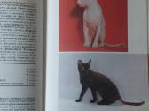 Žinynas apie katės / The Guide to cats - nuotraukos Nr. 26