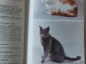 Žinynas apie katės / The Guide to cats - nuotraukos Nr. 27