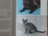 Žinynas apie katės / The Guide to cats - nuotraukos Nr. 28