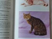 Žinynas apie katės / The Guide to cats - nuotraukos Nr. 30