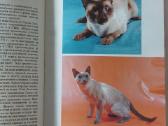 Žinynas apie katės / The Guide to cats - nuotraukos Nr. 31