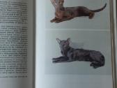 Žinynas apie katės / The Guide to cats - nuotraukos Nr. 32