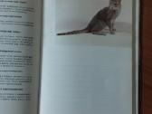 Žinynas apie katės / The Guide to cats - nuotraukos Nr. 33