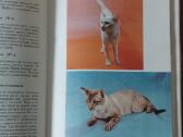Žinynas apie katės / The Guide to cats - nuotraukos Nr. 34