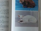 Žinynas apie katės / The Guide to cats - nuotraukos Nr. 35