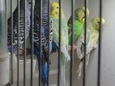 Banguotos papūgėlės 2mėn-7mėn - nuotraukos Nr. 5