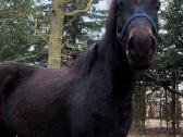 Parduodama grynaveislė žemaitukė