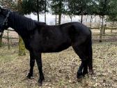 Parduodama grynaveislė žemaitukė - nuotraukos Nr. 4
