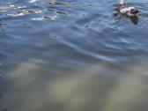 Antys indijos bėgikai - nuotraukos Nr. 3