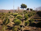 Pusys, karpytos Bonsai